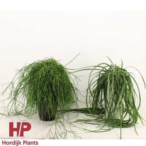 Rhipsalis MIX