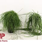 Rhipsalis MIX