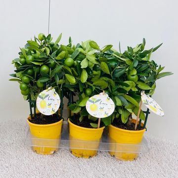 x Citrofortunella floridana 'Eustis'