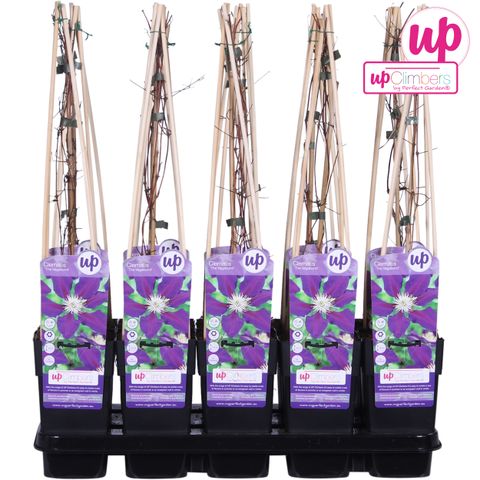 Clematis 'The Vagabond' (EL)