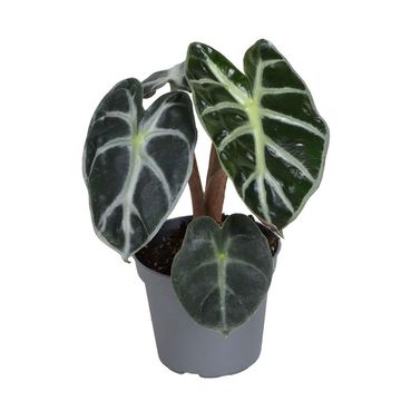 Alocasia 'Baby Bambino'