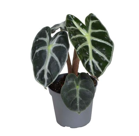 Alocasia 'Baby Bambino'
