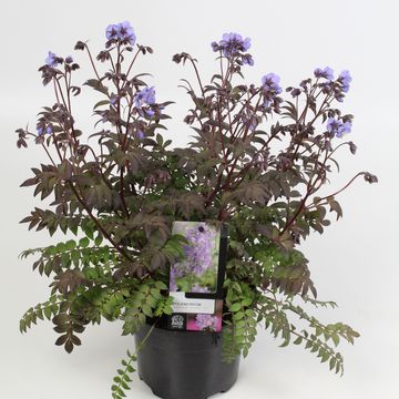 Polemonium 'Heaven Scent'