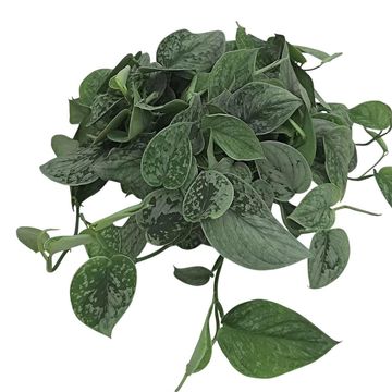 Scindapsus pictus 'Silvery Ann'