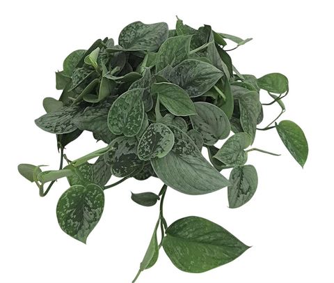 Scindapsus pictus 'Silvery Ann'