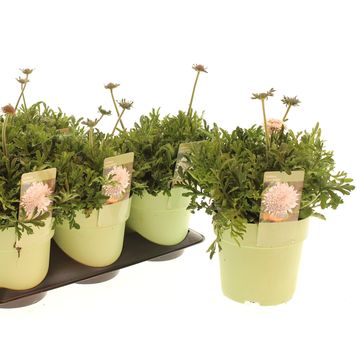 Scabiosa KUDO WHITE