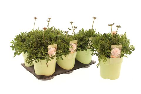 Scabiosa KUDO WHITE