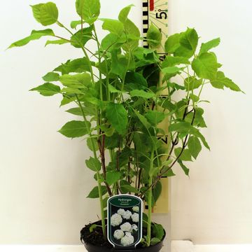 Hydrangea arborescens 'Annabelle'