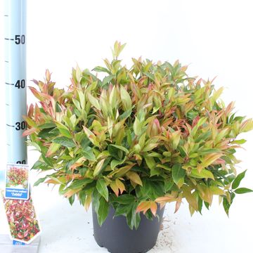 Leucothoe 'Зеблид'