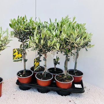 Olea europaea