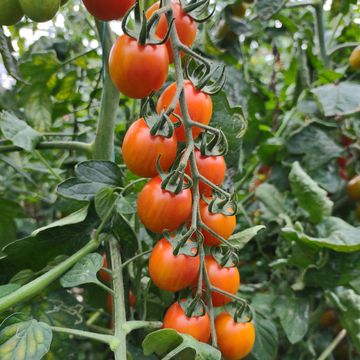 Solanum lycopersicum 'Krebs Aura'