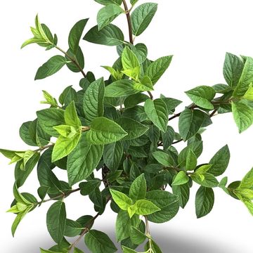 Hydrangea paniculata SUNDAE FRAISE