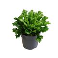 Asplenium antiquum 'Leslie'