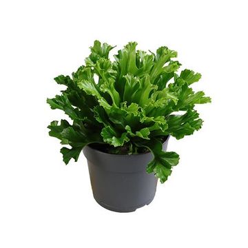 Asplenium antiquum 'Leslie'