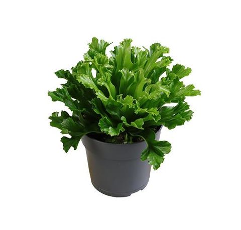 Asplenium antiquum 'Leslie'