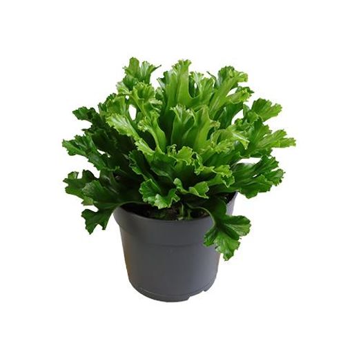 Asplenium antiquum 'Leslie'