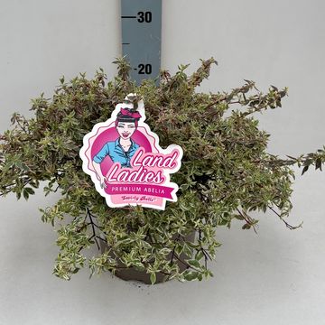 Abelia x grandiflora SWIRLEY BELLS