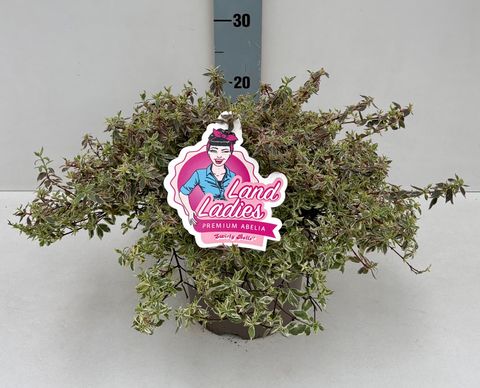 Abelia x grandiflora SWIRLEY BELLS