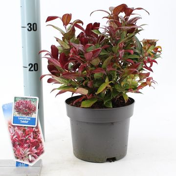 Leucothoe 'Zeblid'