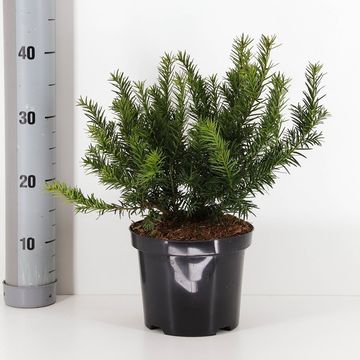 Taxus baccata 'Repandens'