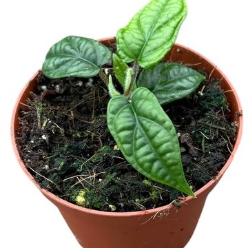 Piper parmatum