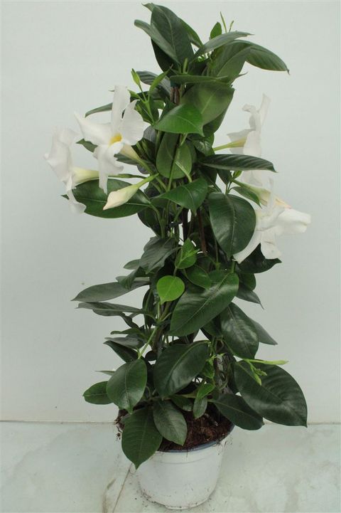 Mandevilla RIO WHITE