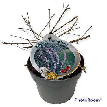 Buddleja alternifolia