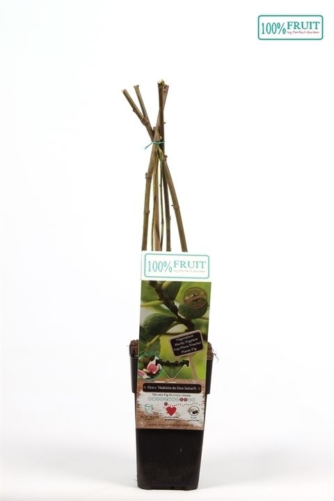 Ficus carica 'Madeleine des Deux Saisons'