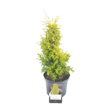 Juniperus communis 'Gold Cone'