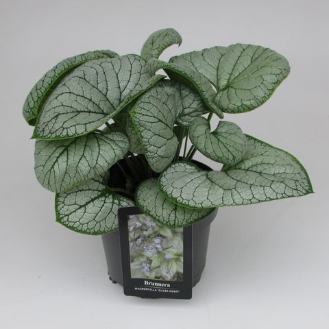 Brunnera macrophylla 'Silver Heart'