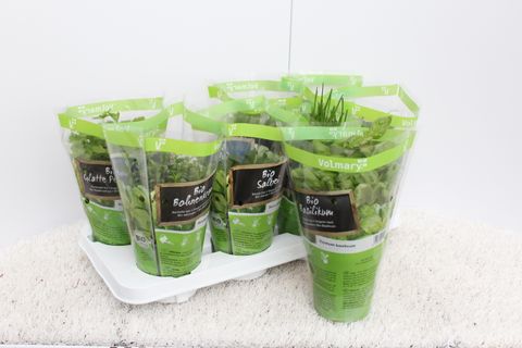 Anthriscus cerefolium