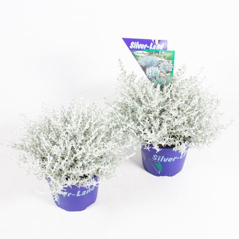 Helichrysum petiolare