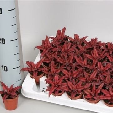 Cryptanthus bivittatus 'Red Star'