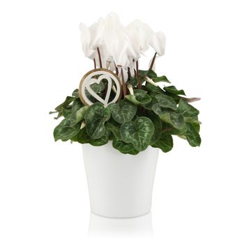 Cyclamen persicum SUPER SERIE S ALLURE MIX