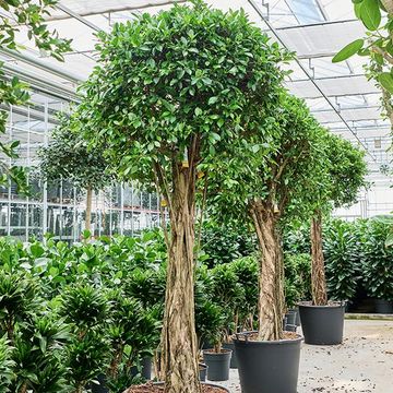 Ficus microcarpa 'Nitida'