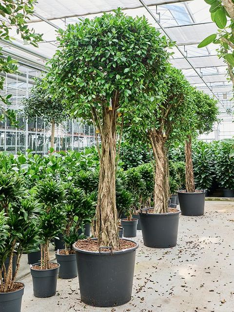 Ficus microcarpa 'Nitida'