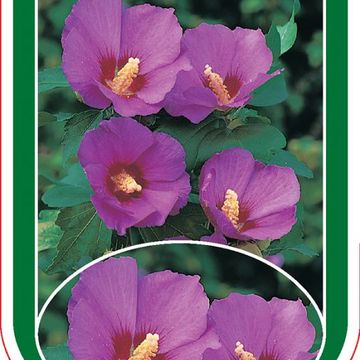 Hibiscus syriacus RUSSIAN VIOLET