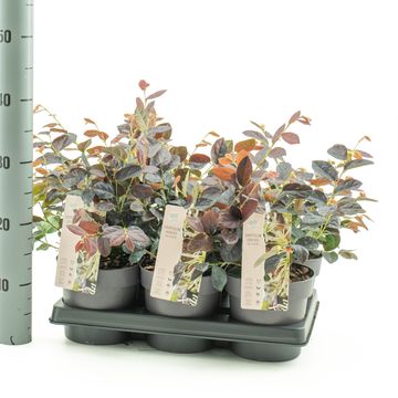 Loropetalum chinense RUBY SNOW