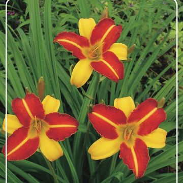 Hemerocallis 'Frans Hals'