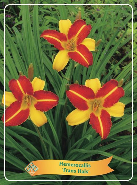 Hemerocallis 'Frans Hals'