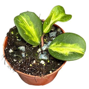 Hoya obovata 'Variegata'