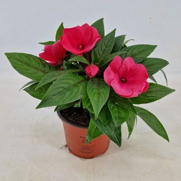 Impatiens COLORPOWER ROSE