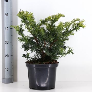 Taxus baccata 'Summergold'