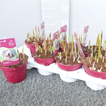Fritillaria meleagris MIX