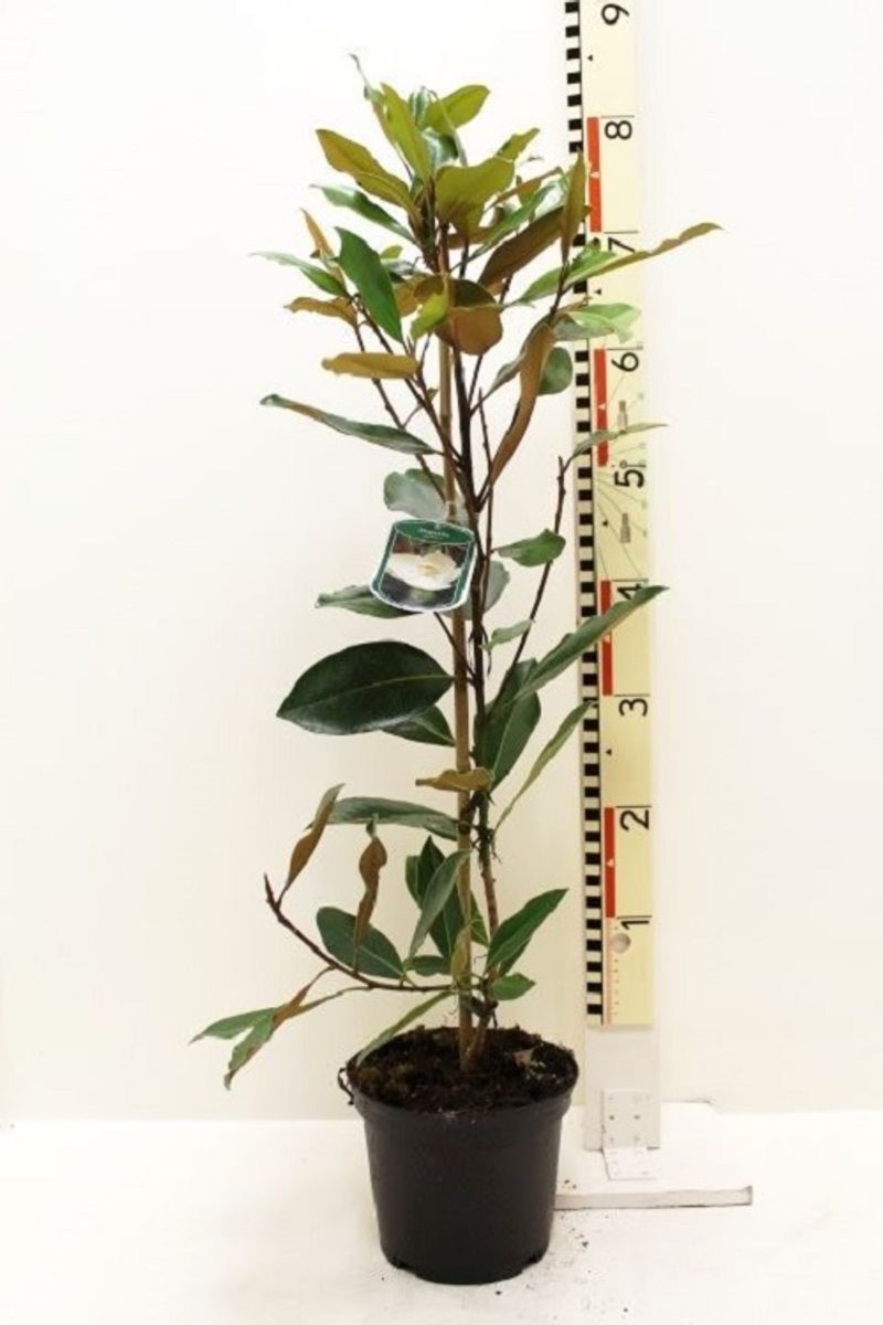 Magnolia grandiflora 'Ferruginea' — Plant Wholesale FlorAccess