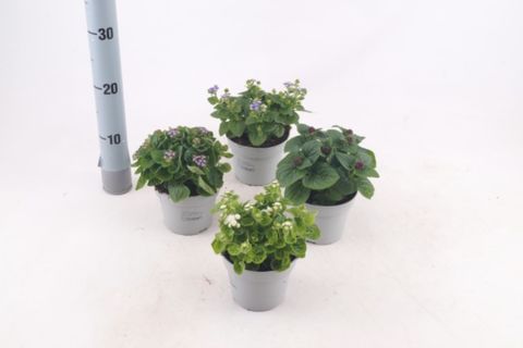 Ageratum houstonianum BASSO MIX