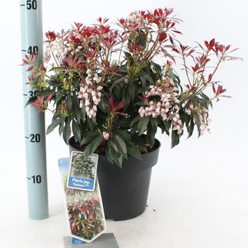 Pieris japonica 'Katsura'