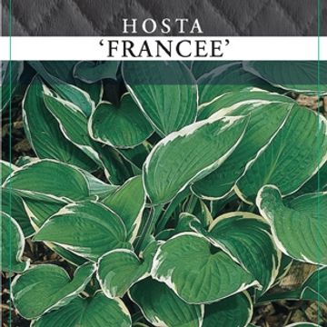 Hosta 'Francee'