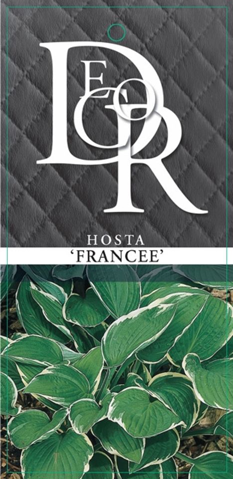 Hosta 'Francee'