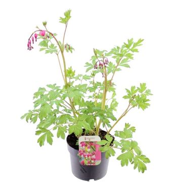 Dicentra spectabilis